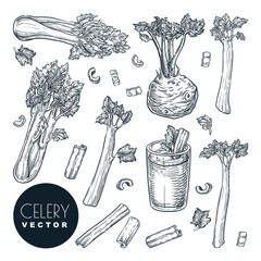 Celery stalks and root, isolated on white background. Sketch vector illustration. Green fresh salad vegetables harvest - obrazy, fototapety, plakaty