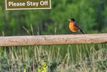 Robin
