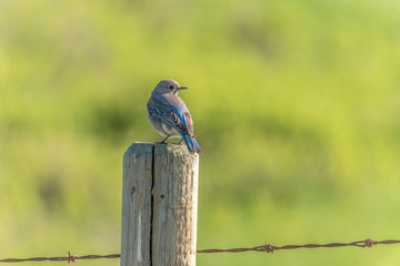Western Bluebird