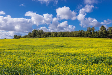 Blossoming rape field near Glaznoty, small village in Masuria region of Poland