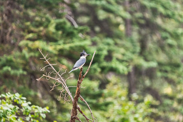 Belted Kingfisher