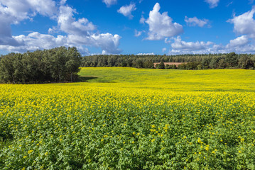 Fototapeta na wymiar Yellow rapeseed field on the border of Ilawa and Ostroda Counties in Poland