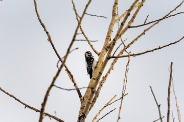 Hairy Woodpecker