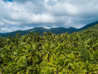 Fototapeta na wymiar Hilly Jungle of Ko Pangan.Thailand
