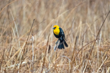 Yellow Winged Blackbird