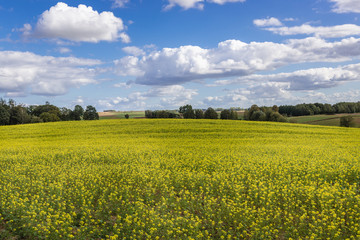 Fototapeta premium Rape field near Pratnica, small village in Masuria region of Poland