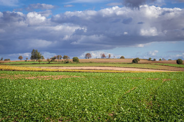 Catch crop field near Zwiniarz, small village in Warmia and Mazury region of Poland