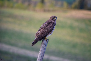 Swainsen's Hawk