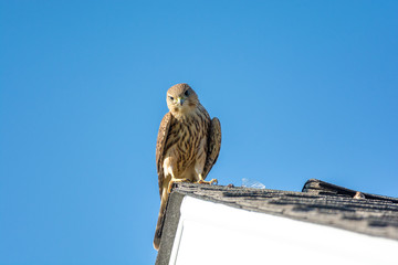 Merlin