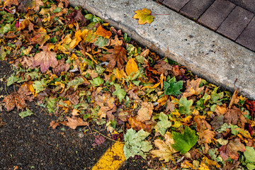Colorful Leaves on Asphalt