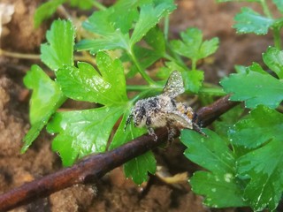 frog on leaf