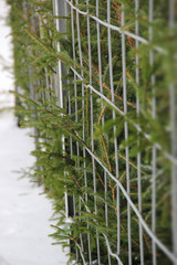 The branches of Christmas trees make the way cross the fence. Christmas tree market on the street winter day. Selling, buying Christmas trees. Eco-Friendly. Environmentally friendly. Greenpeace.