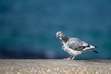 Portrait of a beautiful dove sitting by the edge of the shore
