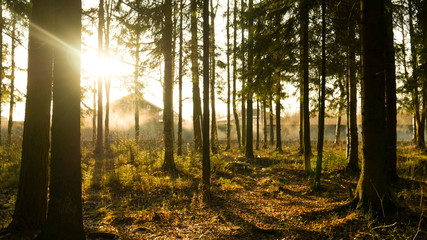 Obraz premium Ray of light wading through the green forest.
