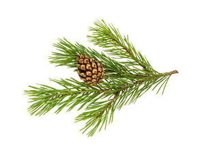 Fir tree branch with cone isolated on white. Christmas decoration.