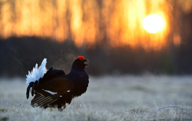 Male of a Black Grouse at Leksite. Scientific name : Tetrao Tetrix.  Early morning in Spring forest. Russia.