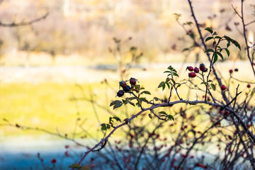 Rural Caucasus mountain landscape