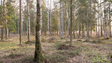 Fototapeta premium Natural forest of spruce and deciduous forest.