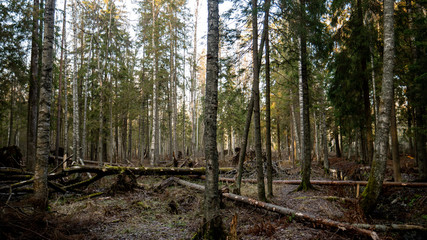  Felling Natural forest of spruce and deciduous.