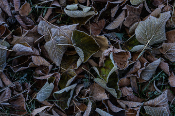 Leaves covered with first ice