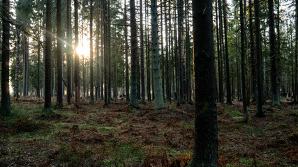 Ray of light wading through the green forest.