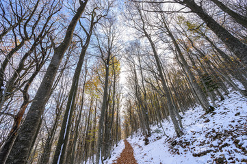 Winter's arrival in the Montseny natural park (Catalonia,Spain)