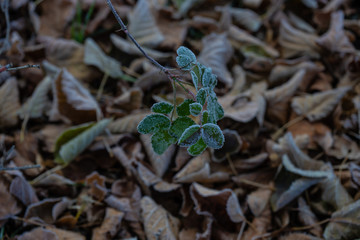 Leaves covered with first ice