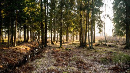 Small flowing stream in the middle of the forest.