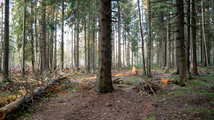  Natural forest of spruce and deciduous forest.