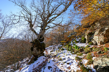 Winter's arrival in the Montseny natural park (Catalonia,Spain)