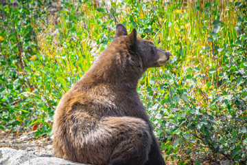 Fototapeta premium Bear with me