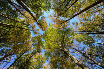 Autumn in the natural park of Montseny ( Catalonia,Spain)