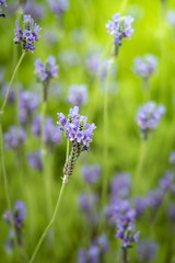 The background image of the colorful flowers