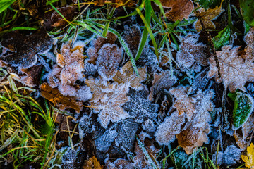 Leaves covered with first ice