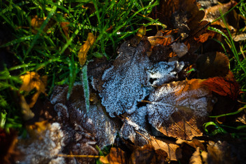 Leaves covered with first ice