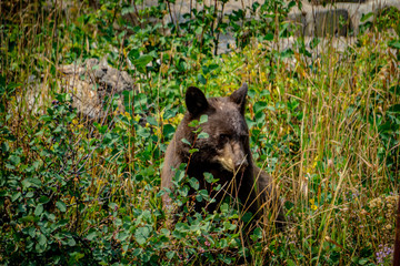Bear in forest