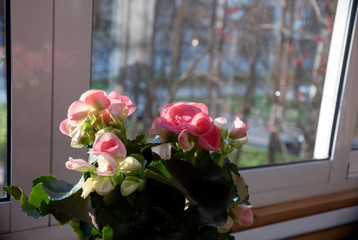 flowering begonia in pot on the background of window, flowers at home