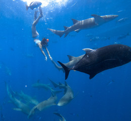 Fototapeta premium Young woman snorkeling with sharks. Vacation, travel and adventure concept