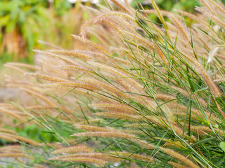 Poaceae grass flower, nature Landscape of winter meadow of Thailand.