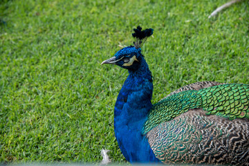 Obraz premium animal