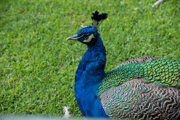 Obraz premium animal