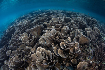 A fragile coral reef thrives amid the beautiful, tropical seascape in Raja Ampat, Indonesia. This remote region is known for its extraordinary marine biodiversity.