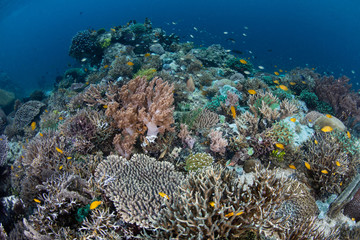 Fototapeta na wymiar A healthy and colorful coral reef thrives amid the beautiful, tropical seascape in Raja Ampat, Indonesia. This remote region is known for its extraordinary marine biodiversity.