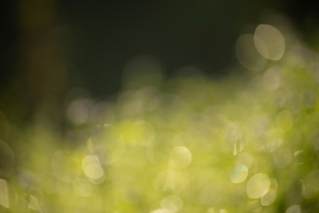 Obraz premium The abstract background of soft green bokeh