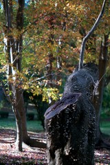 Old tree