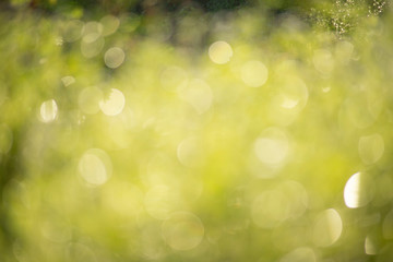 The abstract background of soft green bokeh