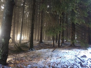 Winterwald