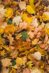 Autumn yellow leaves on the ground