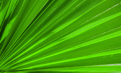 Palm leaf texture for background