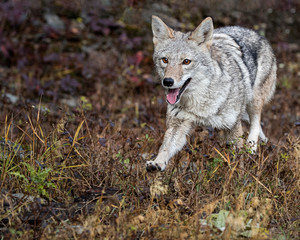 Coyote in Fall colors in Montana, USA